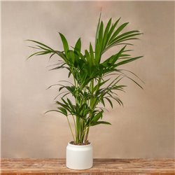 Planta Kentia