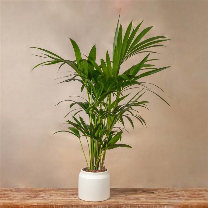 Planta Kentia