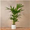 Planta Kentia