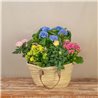 Capazo de Plantas Mix