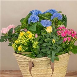 Capazo de Plantas Mix
