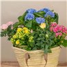 Capazo de Plantas Mix