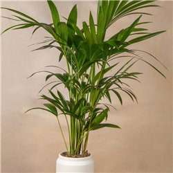 Planta Kentia