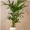 Planta Kentia