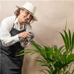 Planta Kentia