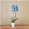 Orquídea Azul