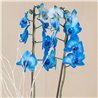 Orquídea Azul