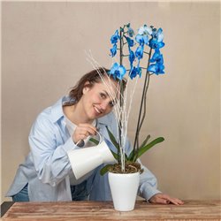 Orquídea Azul