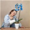 Orquídea Azul
