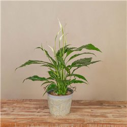 Spathiphyllum