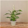 Spathiphyllum