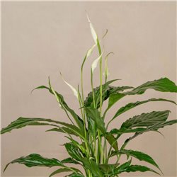 Spathiphyllum