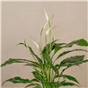 Spathiphyllum