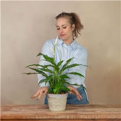 Spathiphyllum