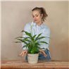 Spathiphyllum