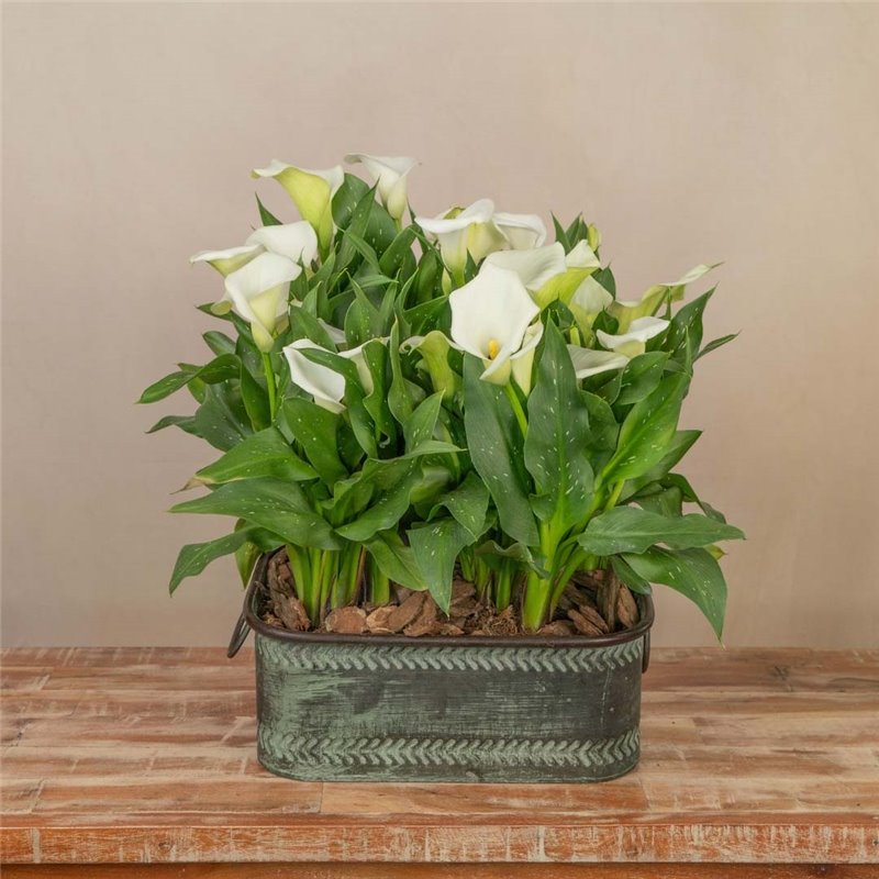 Composición de Plantas de Cala