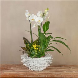 Nido de Orquídeas