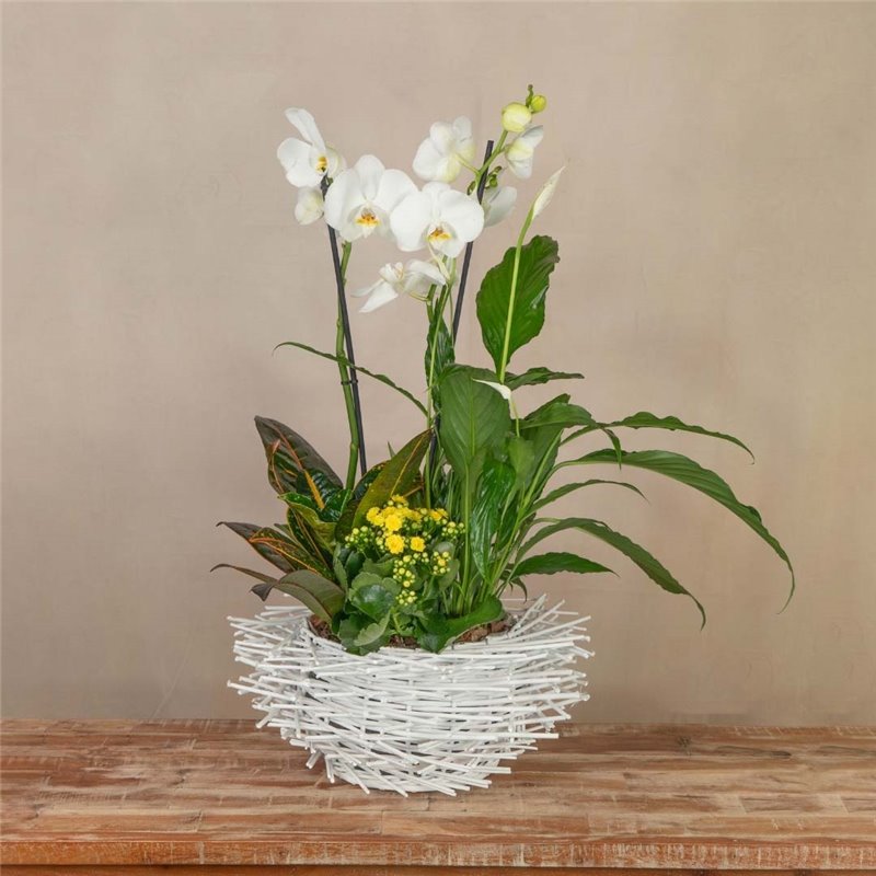 Nido de Orquídeas