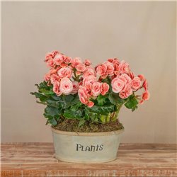 Composición de Begonias