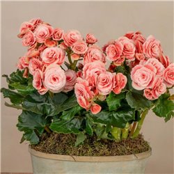 Composición de Begonias