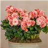 Composición de Begonias