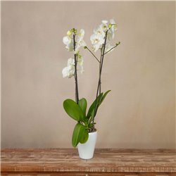 Orquídea Blanca