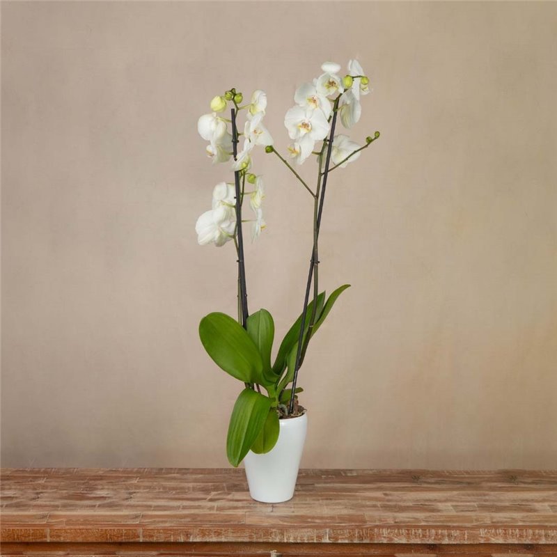 Orquídea Blanca