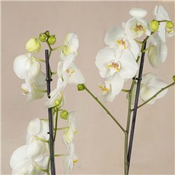 Orquídea Blanca