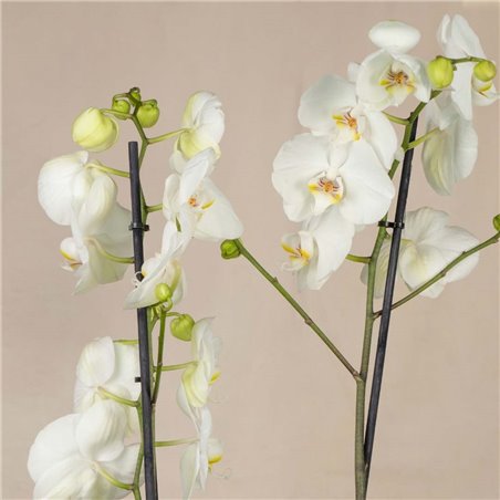 Orquídea Blanca