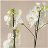 Orquídea Blanca