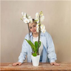 Orquídea Blanca