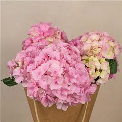 Planta de Hortensia Rosa