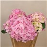 Planta de Hortensia Rosa