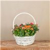 Cesta de Rosales y Kalanchoes