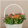 Cesta de Rosales y Kalanchoes