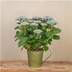 Planta de Hortensia Azul