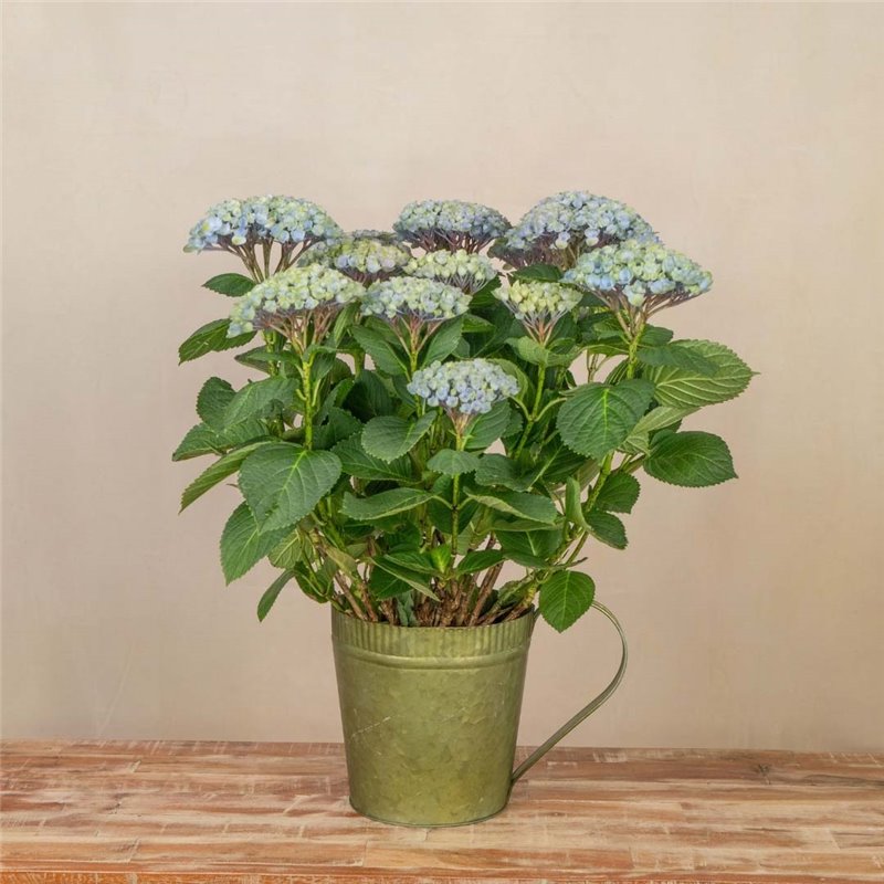 Planta de Hortensia Azul