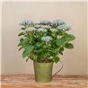 Planta de Hortensia Azul