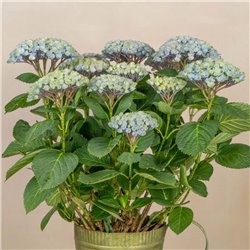 Planta de Hortensia Azul