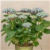 Planta de Hortensia Azul