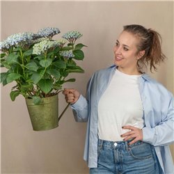 Planta de Hortensia Azul