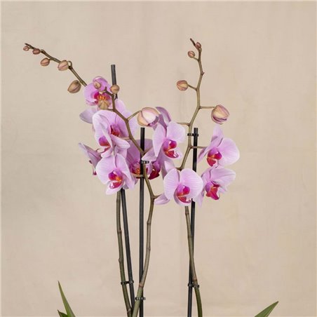 Orquídea Rosa