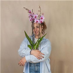 Orquídea Rosa