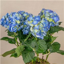 Planta Hortensia en Jarra