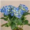 Planta Hortensia en Jarra