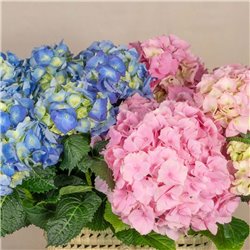 Cofre de Hortensias Mix