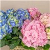 Cofre de Hortensias Mix