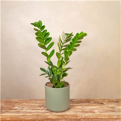 Planta Zamioculca Luxe