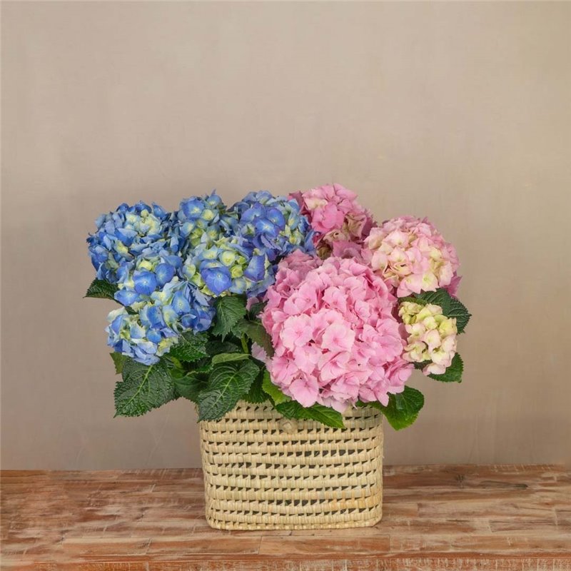 Cofre de Hortensias Mix