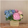Cofre de Hortensias Mix